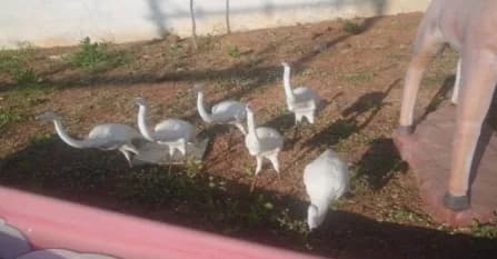 FRP Small Bird - Image 1